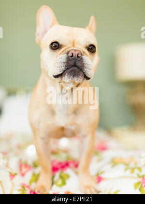 Studio shot of bouledogue français sur des draps Banque D'Images