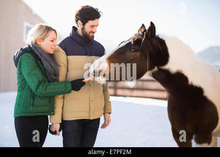 Jeune couple cheval alimentation à la carotte Banque D'Images