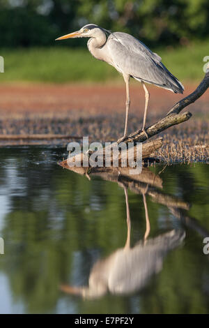 Héron cendré (Ardea cinerea) debout sur une branche partiellement immergé dans l'eau Banque D'Images