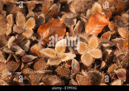 De nombreuses masses mûres séchées tombé beech tree seed pods 2.2 sur sol de la forêt des premiers signes de l'automne l'automne Banque D'Images