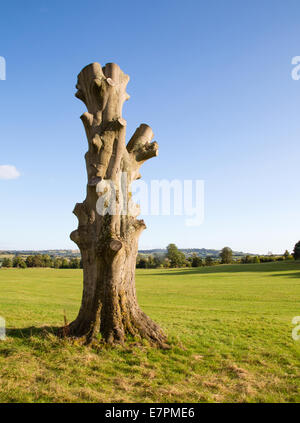 Fortement élagué de hêtre dans un parc à Aston Court Bristol UK Banque D'Images