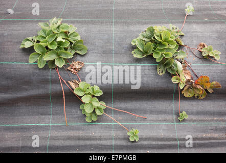 Les jeunes plants de fraisier à travers une membrane perméable pour réduire les mauvaises herbes et les parasites - cuisine jardin en Angleterre Banque D'Images