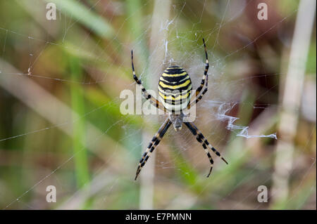 Spider Argiope bruennichi (WASP) Banque D'Images