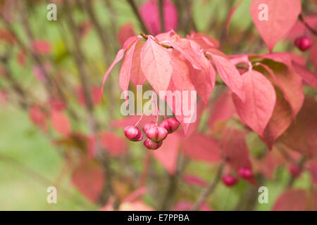 Euonymus bungeanus Fireflame '' en automne. Banque D'Images