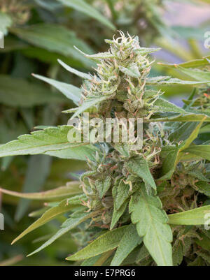 'Cannabis' Arlequin plante en fleurs. Banque D'Images