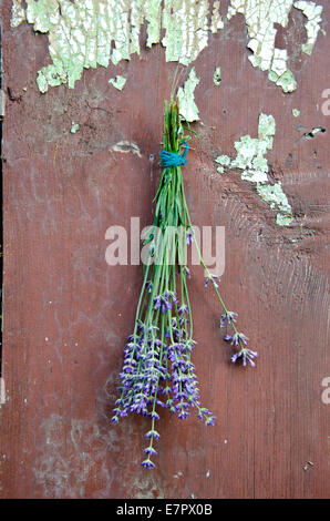 Bouquet de fleurs de lavande accrocher au mur de vieux bois Banque D'Images