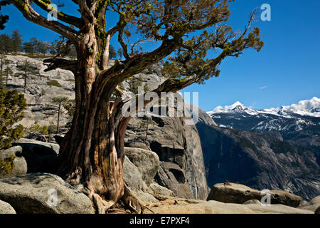 Californie - Pine Tree près du dessus de la région de Yosemite Fall avec et un épaulement de demi-dôme au-delà dans le Parc National Yosemite. Banque D'Images