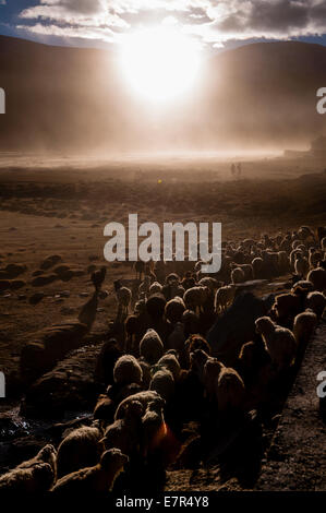 Troupeau de pâturage nomade Changpa à Puga, Changthang au Ladakh Inde, Pashmina Banque D'Images