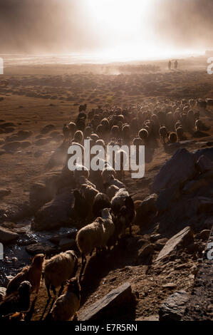 Troupeau de pâturage nomade Changpa à Puga, Changthang au Ladakh Inde, Pashmina Banque D'Images