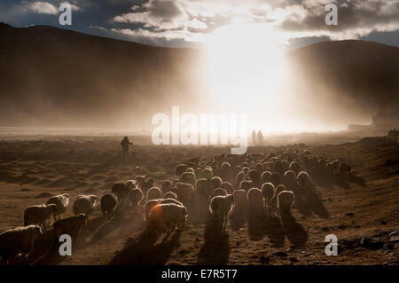 Troupeau de pâturage nomade Changpa à Puga, Changthang au Ladakh Inde, Pashmina Banque D'Images