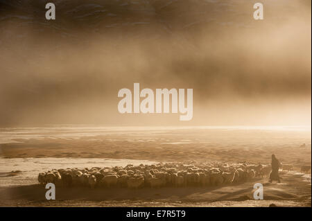 Troupeau de pâturage nomade Changpa à Puga, Changthang au Ladakh Inde, Pashmina Banque D'Images
