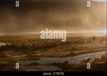 Troupeau de pâturage nomade Changpa à Puga, Changthang au Ladakh Inde, Pashmina Banque D'Images