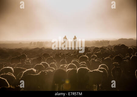 Troupeau de pâturage nomade Changpa à Puga, Changthang au Ladakh Inde, Pashmina Banque D'Images