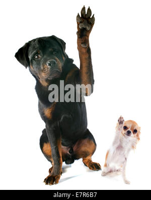 Jeune rottweiler et chihuahua in front of white background Banque D'Images