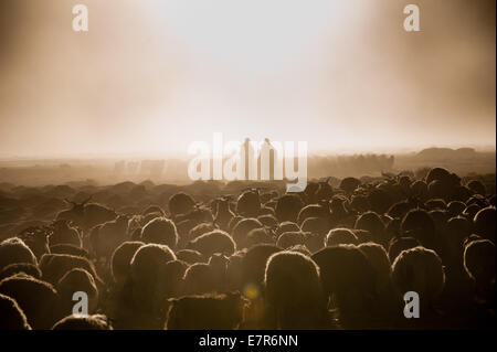 Troupeau de pâturage nomade Changpa à Puga, Changthang au Ladakh Inde, Pashmina Banque D'Images