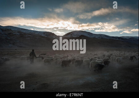 Troupeau de pâturage nomade Changpa à Puga, Changthang au Ladakh Inde, Pashmina Banque D'Images