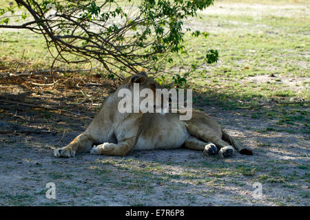 Le lion de l'Afrique, Regal haut & plus redoutables prédateurs apex, dans l'ombre d'un arbre au cours de la chaleur du soleil Banque D'Images