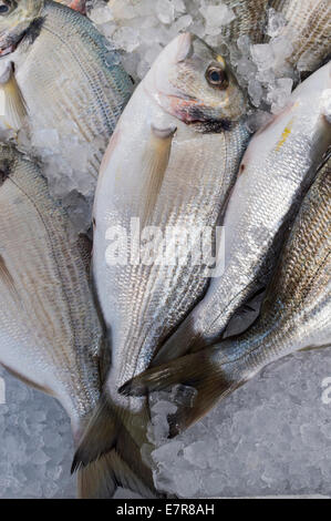 La brème de mer à vendre sur le marché local Banque D'Images