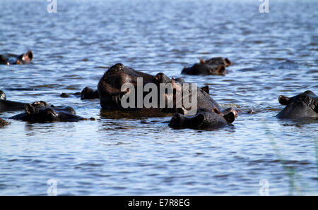 Une famille ou encombrés par des hippopotames juste montrer eux-mêmes dans l'eau, les hippopotames ne peuvent pas nager en eau profonde qu'ils marchent le long du fond Banque D'Images