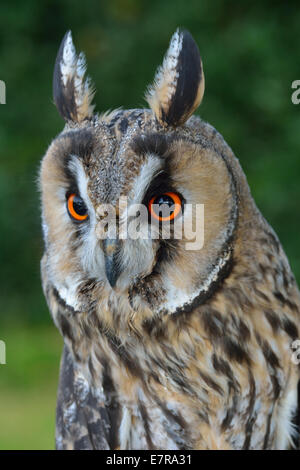 Grand Hibou Banque D'Images