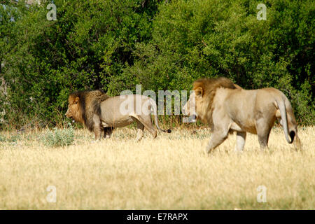 Le lion de l'Afrique, Regal haut & plus redoutables prédateurs apex. Deux grands lions mâles, frères, à sécuriser leur territoire Banque D'Images