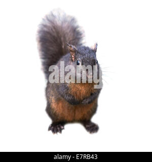 Jolie black squirrel isolé sur fond blanc Banque D'Images