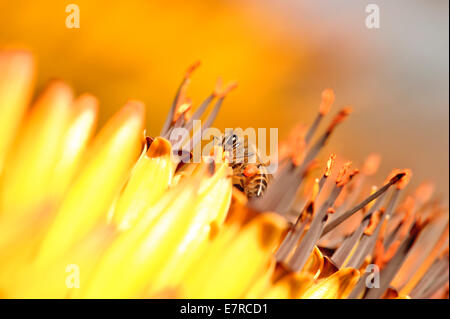 L'abeille africaine perché sur une montagne de l'Aloès. Banque D'Images
