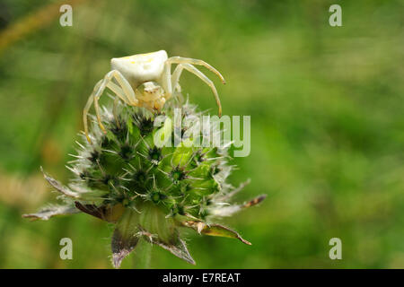 Araignée Crabe, Thomisus onustus ., Thomisidae, Rascino Plateau, Rieti, Latium, Italie Banque D'Images