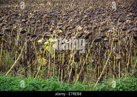 Domaine de tournesols mûrs. Récolte en automne. Banque D'Images