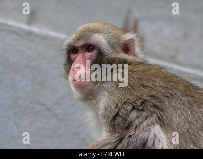 Macaque japonais ou Snow monkey (Macaca fuscata) close-up de Artis Zoo, Amsterdam Banque D'Images