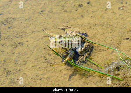 Une grenouille verte est assis dans l'eau sous le soleil de l'été en attente de certains insectes pour attraper Banque D'Images