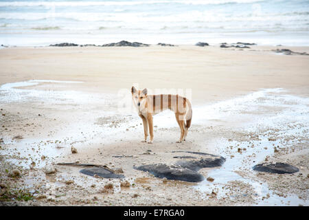 Wild dingo sur plage, Fraser Island, Queensland, Australie Banque D'Images