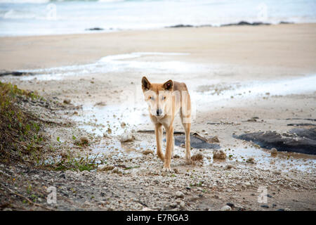 Wild dingo sur plage, Fraser Island, Queensland, Australie Banque D'Images