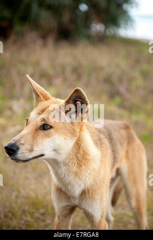 Wild dingo sur Fraser Island, Queensland, Australie Banque D'Images