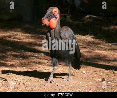 Calao terrestre du sud (Bucorvus leadbeateri, anciennement B. Cafer) se nourrissent de viande juteuse rouge Banque D'Images