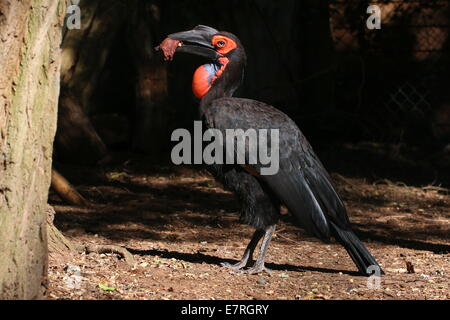 Calao terrestre du sud (Bucorvus leadbeateri, anciennement B. Cafer) se nourrissent de viande juteuse rouge Banque D'Images