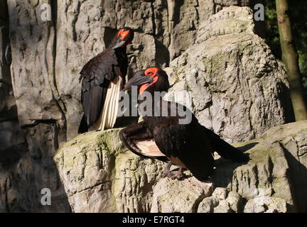 Terrestre du Sud mâle et femelle calaos (Bucorvus leadbeateri, anciennement B. Cafer) dans un cadre naturel Banque D'Images