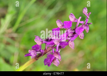 Wild Orchid, Orchis morio, Orchidaceae, Barbarano Romani, lazio, Italie Banque D'Images