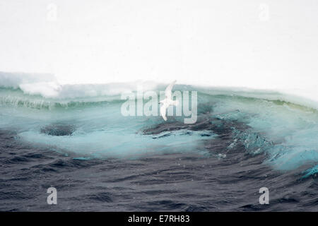 Pétrel des Neiges (Pagodroma nivea) battant en face d'un iceberg, mer de Ross, Antarctique. Banque D'Images