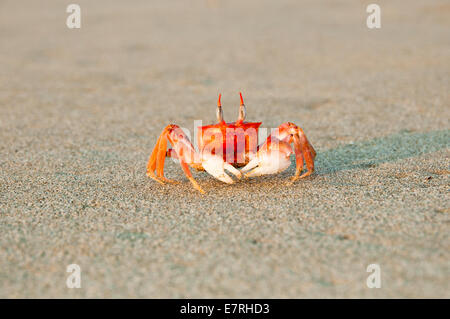 Vue frontale de l'alerte le crabe fantôme peint (Ocypode gaudichaudii) Banque D'Images