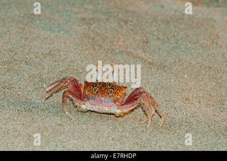 Vue arrière du crabe Chost peint (Ocypode gaudichaudii) avec des motifs complexes Banque D'Images