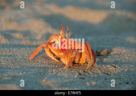 Close-up de crabe fantôme peint dans la lumière du soleil du soir sur le sable Banque D'Images