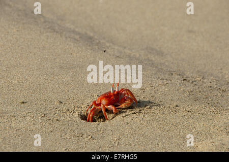 Le crabe fantôme peint (Ocypode gaudichaudii) émerge du trou dans le sable Banque D'Images