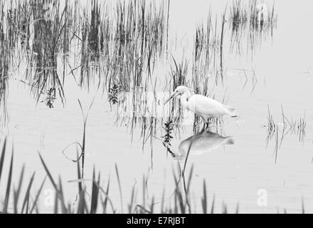 Tourné en noir et blanc d'une aigrette garzette prise au marais de crochets, Essex Banque D'Images