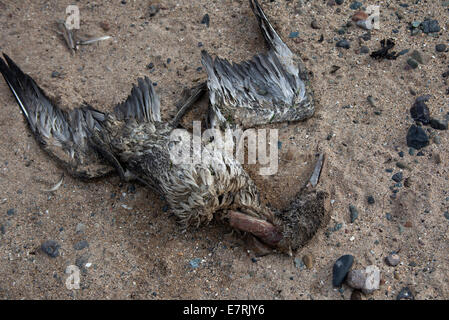 North Berwick, East Lothian, en Ecosse. 23 sept., 2014. Un certain nombre de jeunes morts de bassan, connu comme gugas, ont été trouvés échoués sur la côte d'East Lothian. Aujourd'hui, sept ont été trouvés à l'intérieur d'un tronçon de 1,6 km des plages de chaque côté de North Berwick Harbour Le jeune fou de Bassan sont trouvés sur le rivage après le périr une fois qu'elles ont quitté leur nid sur le Bass Rock dans le Firth of Forth. C'est l'une des plus grandes colonies de bassan et chaque automne entre 10 000 et 20 000 jeunes oiseaux quittent leur nid et flottent sur la mer pendant plusieurs jours.Les gugas sont plus lourds que des profils de bassan Banque D'Images