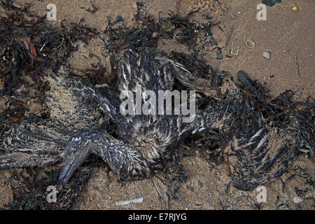 North Berwick, East Lothian, en Ecosse. 23 sept., 2014. Un certain nombre de jeunes morts de bassan, connu comme gugas, ont été trouvés échoués sur la côte d'East Lothian. Aujourd'hui, sept ont été trouvés à l'intérieur d'un tronçon de 1,6 km des plages de chaque côté de North Berwick Harbour Le jeune fou de Bassan sont trouvés sur le rivage après le périr une fois qu'elles ont quitté leur nid sur le Bass Rock dans le Firth of Forth. C'est l'une des plus grandes colonies de bassan et chaque automne entre 10 000 et 20 000 jeunes oiseaux quittent leur nid et flottent sur la mer pendant plusieurs jours.Les gugas sont plus lourds que des profils de bassan Banque D'Images