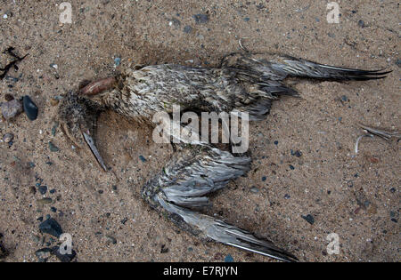 North Berwick, East Lothian, en Ecosse. 23 sept., 2014. Un certain nombre de jeunes morts de bassan, connu comme gugas, ont été trouvés échoués sur la côte d'East Lothian. Aujourd'hui, sept ont été trouvés à l'intérieur d'un tronçon de 1,6 km des plages de chaque côté de North Berwick Harbour Le jeune fou de Bassan sont trouvés sur le rivage après le périr une fois qu'elles ont quitté leur nid sur le Bass Rock dans le Firth of Forth. C'est l'une des plus grandes colonies de bassan et chaque automne entre 10 000 et 20 000 jeunes oiseaux quittent leur nid et flottent sur la mer pendant plusieurs jours.Les gugas sont plus lourds que des profils de bassan Banque D'Images