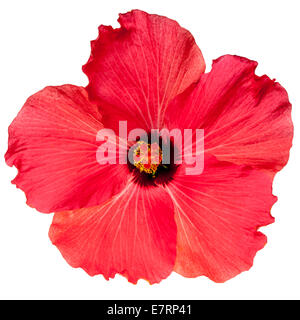 Chaud rose fleur d'hibiscus tropical isolé sur un fond blanc, pur Banque D'Images