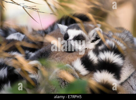 Bristol, Royaume-Uni. Sep 23, 2014. Le lieu sauvage Projet a été ouverte par le zoo de Bristol en 2013. L'anneau des lémuriens à queue sont une attraction populaire et représentent la faune de Madagascar. Slepts aujourd'hui ils entassés dans le début de l'automne, soleil jusqu'à ce que le keeper sont arrivés avec leur nourriture. Ils ont été rapidement lentement éveil jouissant de leurs repas de légumes mélangés. Une partie de l'entrée frais servent à soutenir l'éducation des villageois et les lémuriens de Madagascar. Crédit : Mr Standfast/Alamy Live News Banque D'Images
