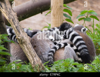 Bristol, Royaume-Uni. Sep 23, 2014. Le lieu sauvage Projet a été ouverte par le zoo de Bristol en 2013. L'anneau des lémuriens à queue sont une attraction populaire et représentent la faune de Madagascar. Slepts aujourd'hui ils entassés dans le début de l'automne, soleil jusqu'à ce que le keeper sont arrivés avec leur nourriture. Ils ont été rapidement lentement éveil jouissant de leurs repas de légumes mélangés. Une partie de l'entrée frais servent à soutenir l'éducation des villageois et les lémuriens de Madagascar. Crédit : Mr Standfast/Alamy Live News Banque D'Images